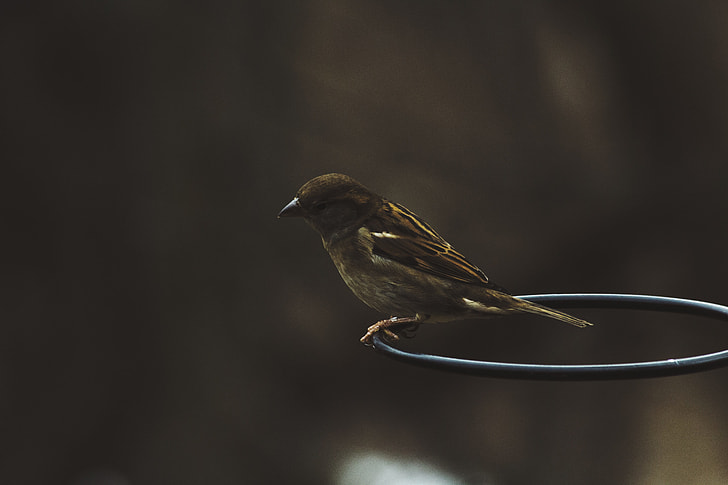 closeup photo of brown sparrow bird