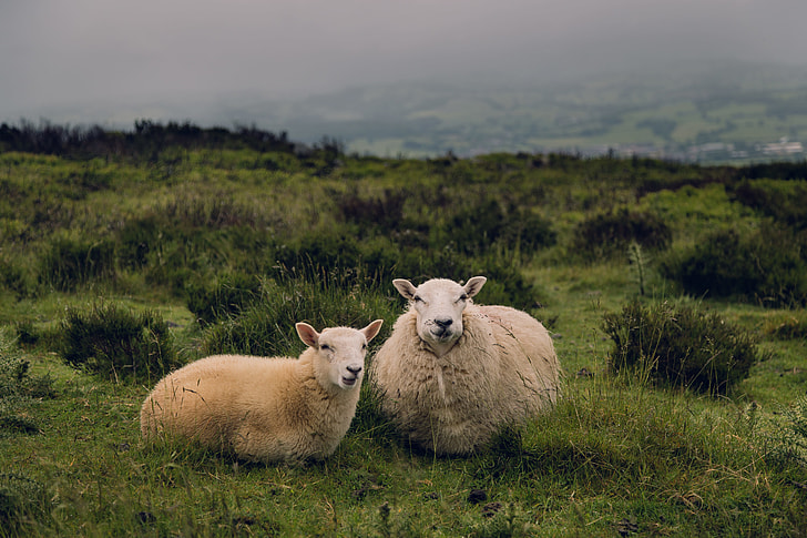 two brown sheeps on green grass lawn during daytime