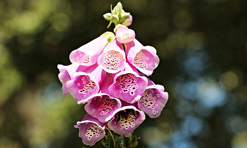 pink foxgloves in selective focus photography
