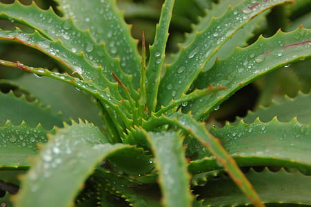 shallow photography of aloe vera plant during daytime