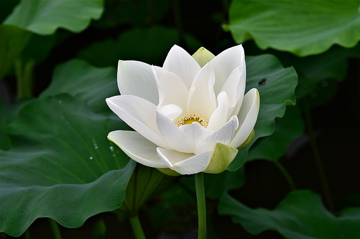 white lotus flower in bloom close up photo