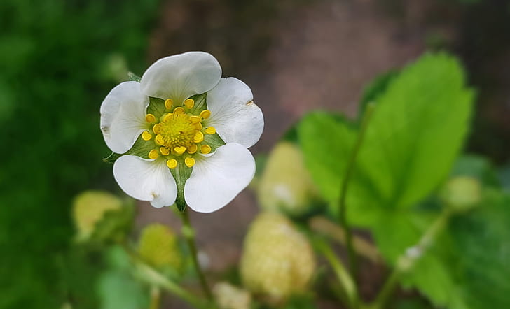 selective focus of white petaled flower