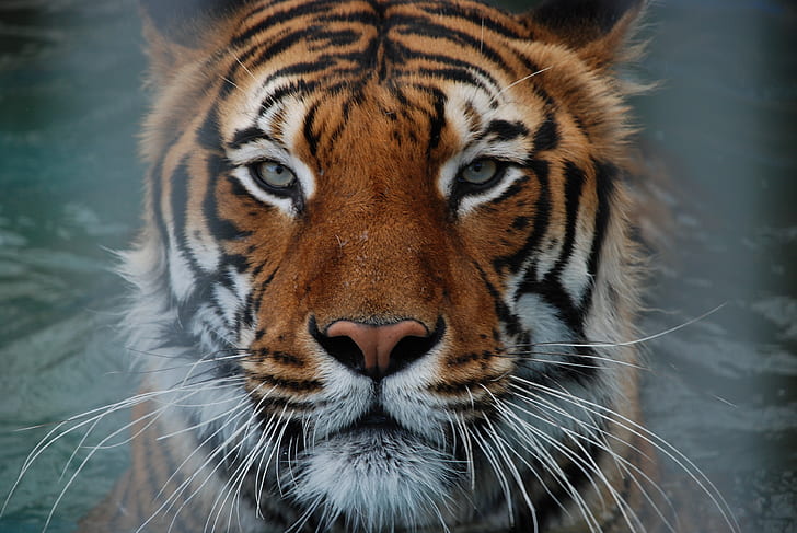 portrait of tiger