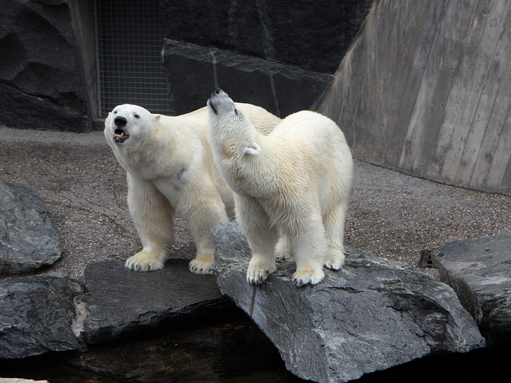 two polar bears in park