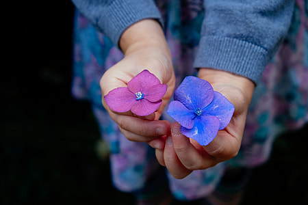 person holding two purple and blue petaled flowers