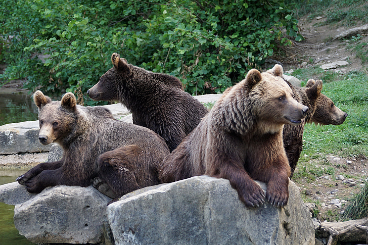 four brown bears photograph