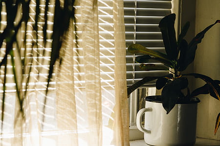 green potted plant in white ceramic pot beside white window blinds