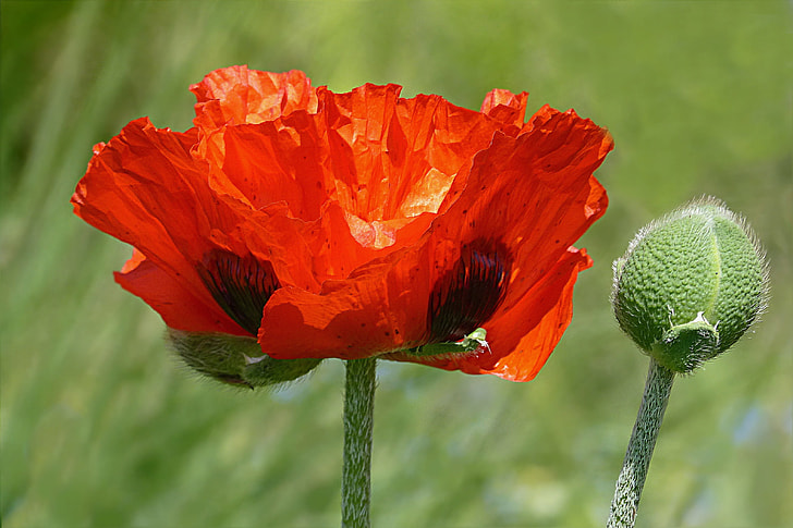 red poppy flower and bud selective-focus photo