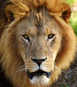 wildlife photography of lion