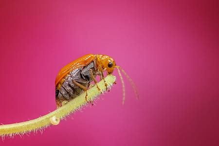 brown bug in closeup photo