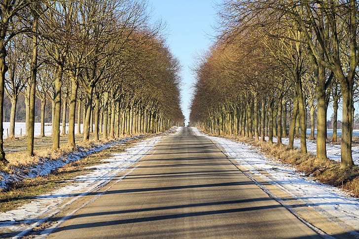 photo of asphalt road between trees during daytime
