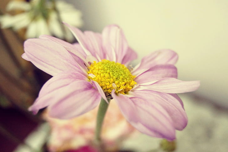 shallow focus photography of pink daisy