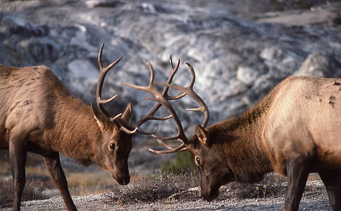 two brown antelope during daytime photo