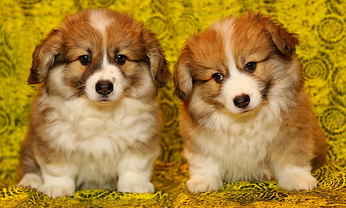 two short-coated brown-and-white puppies