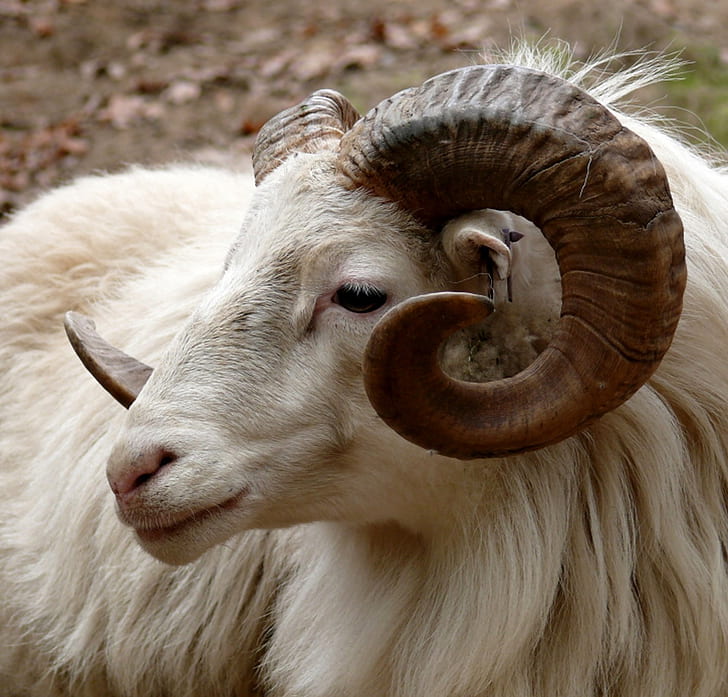 white sheep ram close up photo