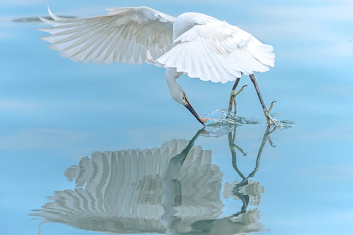 white bird on body of water