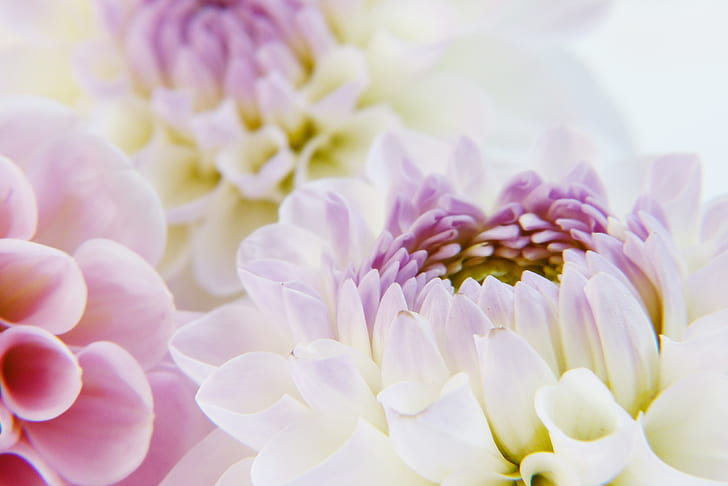 close-up photography of white and pink petaled flowers in bloom