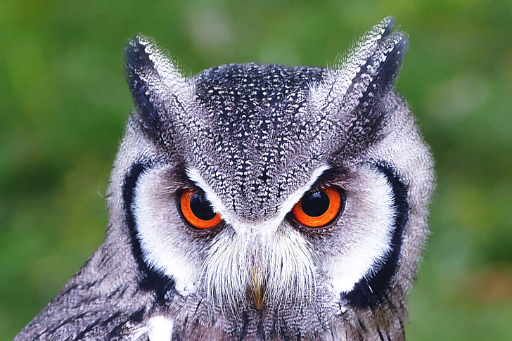 Closeup shot of owl bird