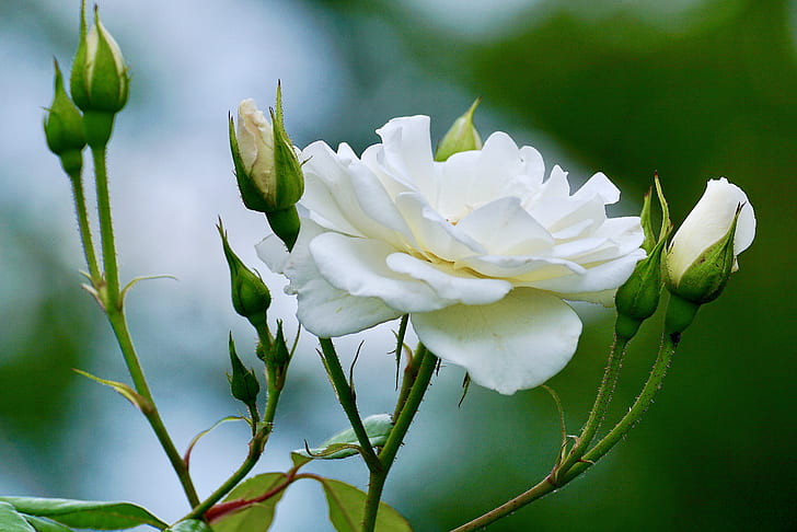 white roses in bloom at daytime