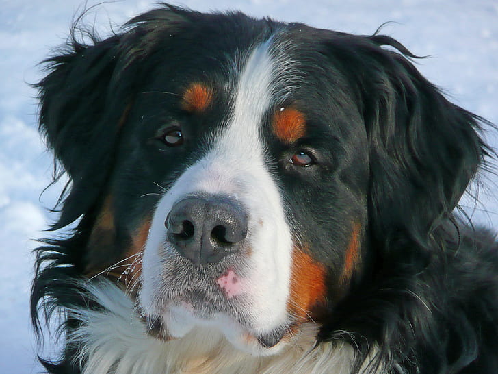 close-up photo of long-coated black and white dog during daytime