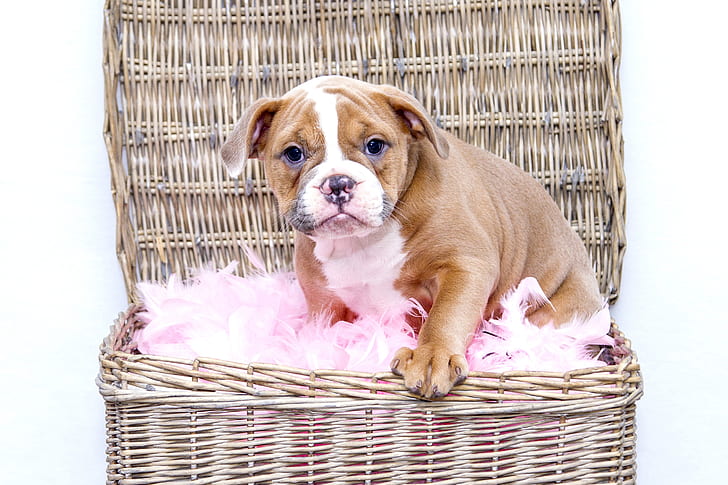 brown and white English bulldog puppy on brown wicker basket
