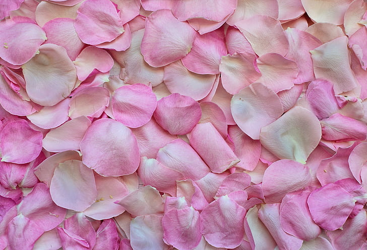 pile of pink rose petals