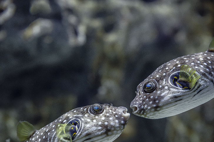 two black-and-white bobble fish facing each other