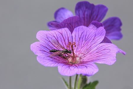 black wasp on purple petaled flower