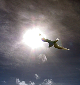 low-angle photography of hovering gray seagull
