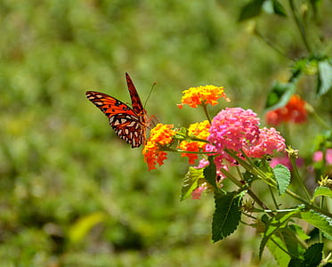 macro photography of red butteryfly
