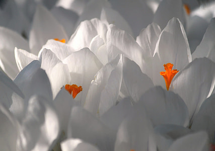 white crocus flowers in close up photography