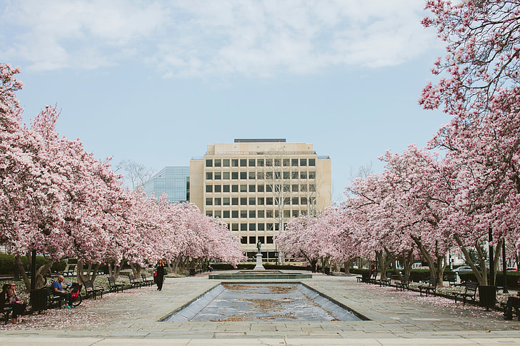 white painted establishment shot through statue surrounded by Cherry Blossoms