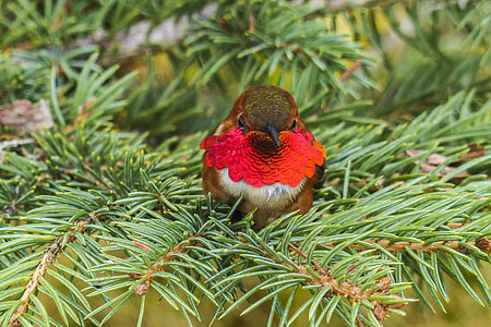 selective focus photography of red and brown bird perch on tree