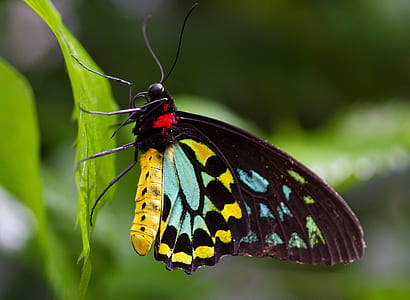 black and yellow butterfly perched on green leaf plant in closeup photography
