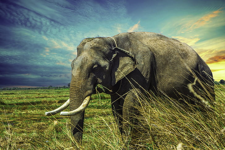elephant on green grass field