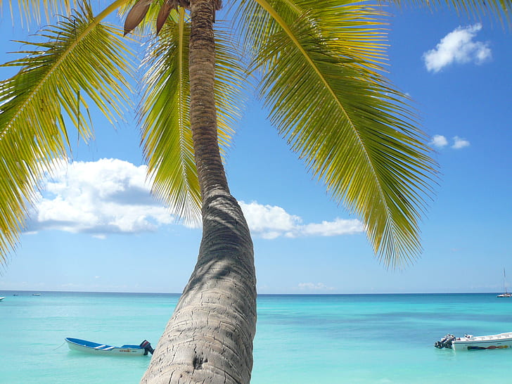 coconut tree near white boat