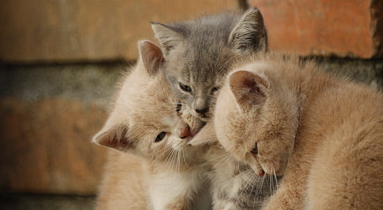 three short-fur brown and gray kittens