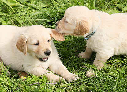 two yellow Labrador retriever puppies on grass during daytime