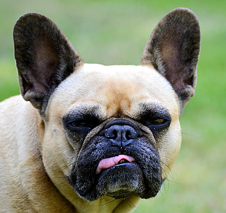 close up photo of adult fawn French bulldog