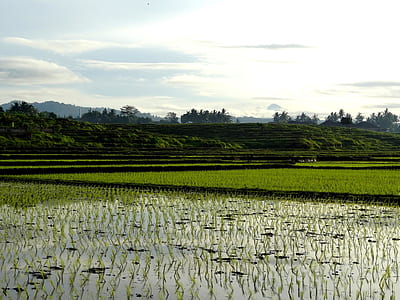 photo of rice field