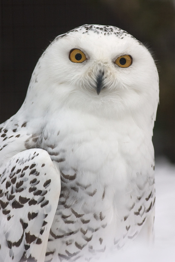 photo of white and gray owl