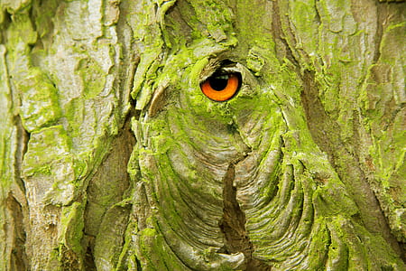 close-up photo of chameleon on tree
