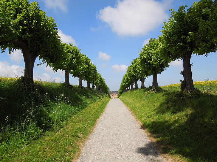 gray pathway between green trees under white and blue sky
