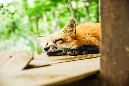 sleeping brown fox