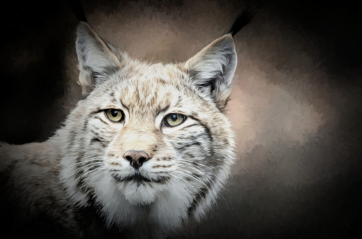 white and brown wild cat painting