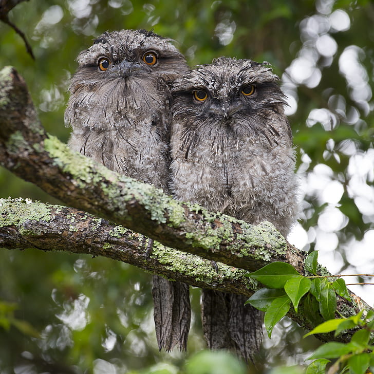 two gray owls on tree