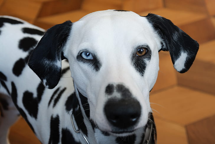 shallow focus of white and black Dalmatian