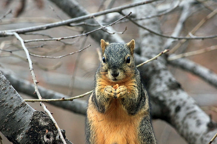gray and orange squirrel on branch of tree