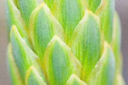 green leaves in closeup photography