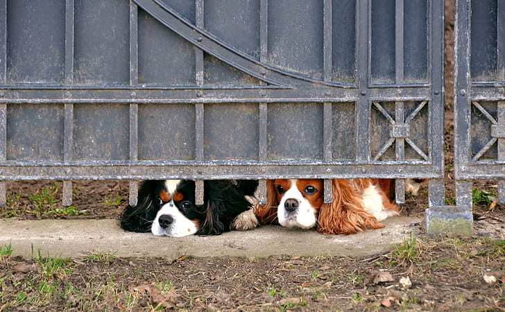 two Cavalier King Charles spaniels